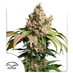 Auto Red Tropicana Cookies, Фасовка: 3